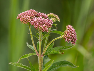 Hemp-agrimony Wild Flower in a Marsh