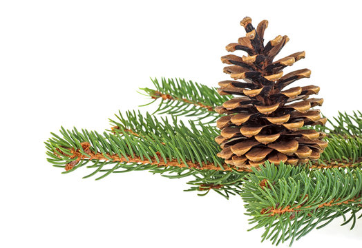 Branch of fir tree with fir cone on a white background