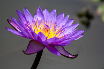 pink / purple water lily