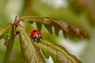 Ladybird on Oak Tree Leaf