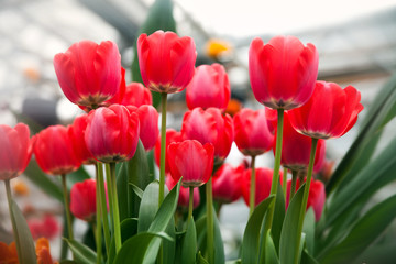 blooming red tulips
