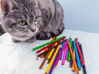Beautiful grey cat and multicolored pencil