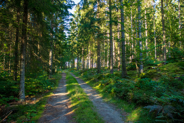 Fototapeta premium path in the forest