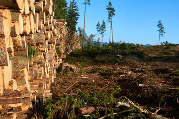 Obraz premium Woodpile of freshly harvested spruce logs. Trunks of trees cut and stacked in forest. Wooden Logs. Selective focus