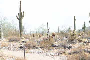 Saguaro Cactus in Arizona Landscape