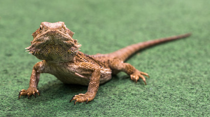 Pogona Vitticeps Walks on Green Carpet Close Up of Bearded Dragon.