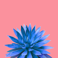 Agave Plant in Blue Tone Color on Pink Background Colorful Design Image