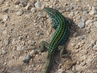 Reptila tomando el sol 