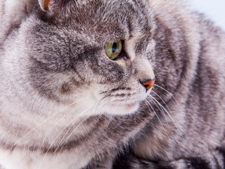 The gray cat lies on a sofa