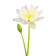 Water Lily Flowers Isolated on White Background