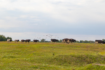 Fototapeta na wymiar A herd of cows returns in the evening to the farm, across the field