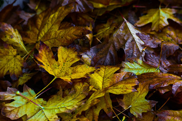 Brightly Orange and Gold Fallen Maple Leaf During Fall Season In The Pacific Northwest Makes For A Beautiful and Romantic Autumn Scenery