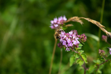 Biene an einer Blume