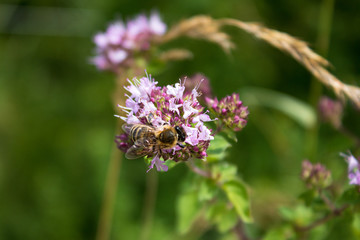 Biene an einer Blüte