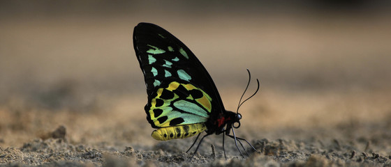Single butterfly with closed wings on sand