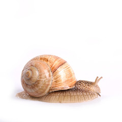 Helix pomatia.Garden snail isolated on white background.Grape snail.