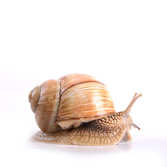 Helix pomatia.Garden snail isolated on white background.Grape snail.