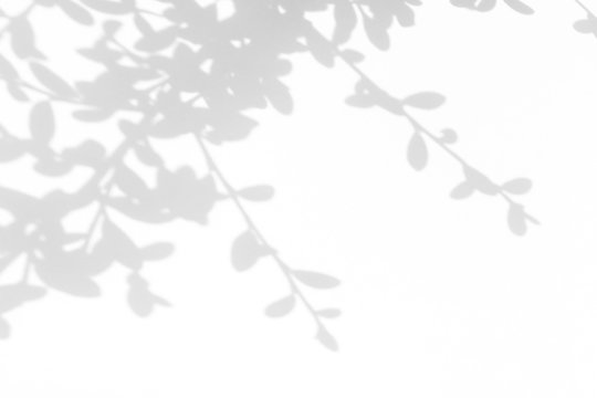 Overlay effect for photo. Gray shadow of the leaves on a white wall. Abstract neutral nature concept blurred background. Space for text.