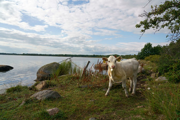 Calf near the lakeside in Sweden