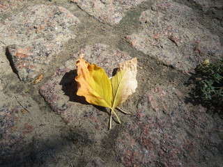 Yellowed leaf on paving stones. Sunny day. Autumn background. Autumn concept.