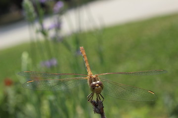 Dragonfly