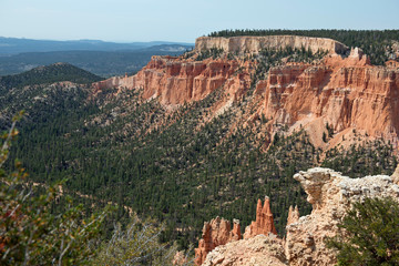 Trees in Bryce Canyon