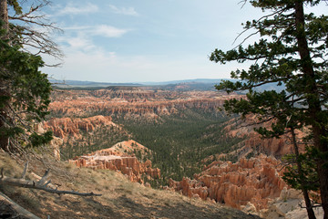 View over Bryce Canyon with tree on the right side