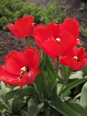 red tulips in the garden