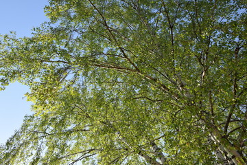 green leaves of a tree