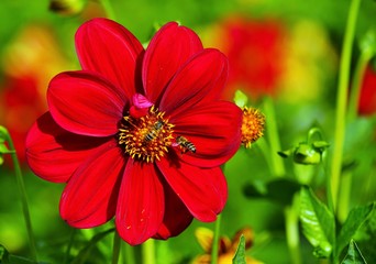 Bees in a beautiful dahlia flower in a botanical garden 