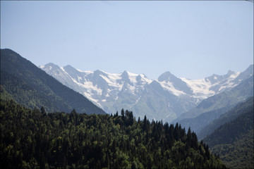 pine forest in the mountains