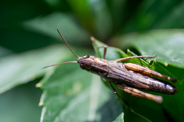 Grasshopper sits on a green leaf, macro photo