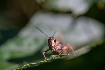 Grasshopper sits on a green leaf, macro photo