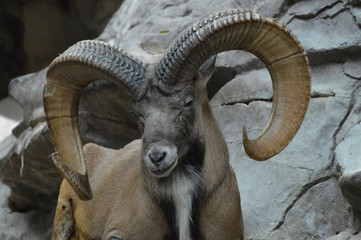 Urial laying on the rocks