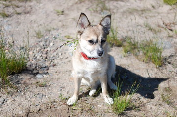 a small dog walks a summer day in nature