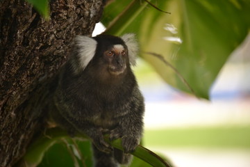 Marmoset on tree