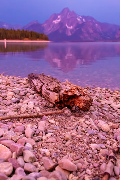 Driftwood on Jackson Lake