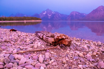 Driftwood in  Grand Teton National Park