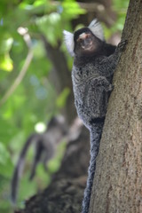 Marmoset on tree
