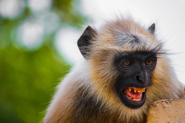 close up of a screaming monkey with black snout in Pushkar, India