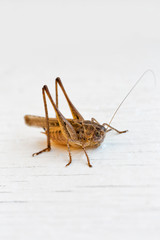 Brown grasshopper from Corsica island, France.