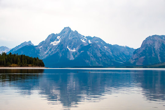 Ducks Crossing Jackson Lake