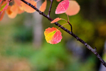 aspen tree branch with a bright leaf with an interesting pattern of red
