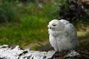 Schneeeule