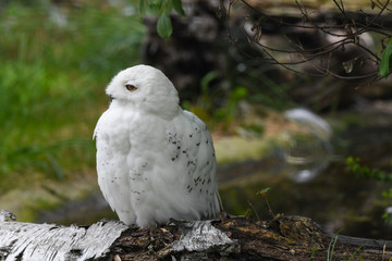 Schneeeule