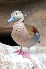 Ringed Duck (in german Rotschulterente, Callonetta leucophrys)