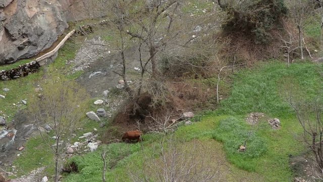 A shepard walking a cow in the bottom of a green valley floor with a river flowing, in the Atlas mountains of Morocco, on March 13th, 2014.