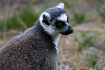 Katta im Zoo