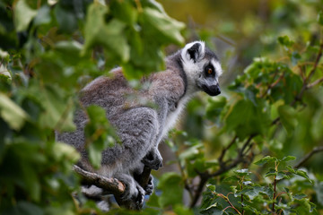 Katta im Zoo