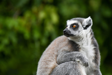 Katta im Zoo
